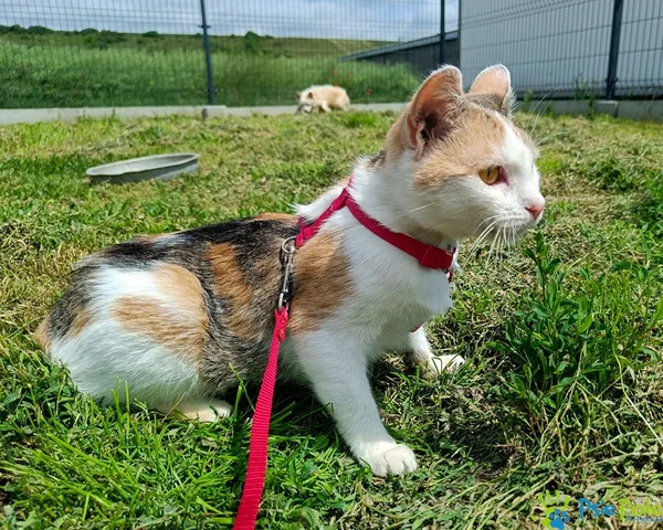 Znaleziono kota, Racławice, 3 marca 2025 (1/5)