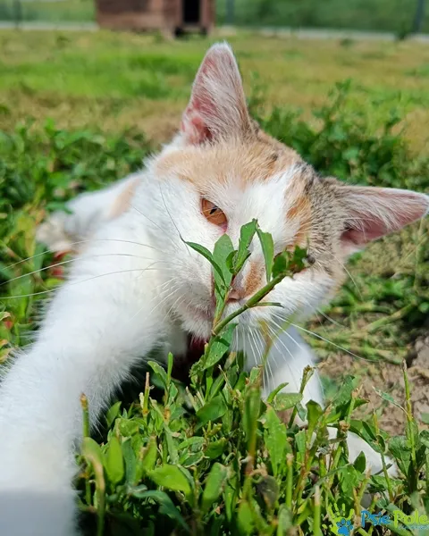 Znaleziono kota, Racławice, 3 marca 2025 (2/5)