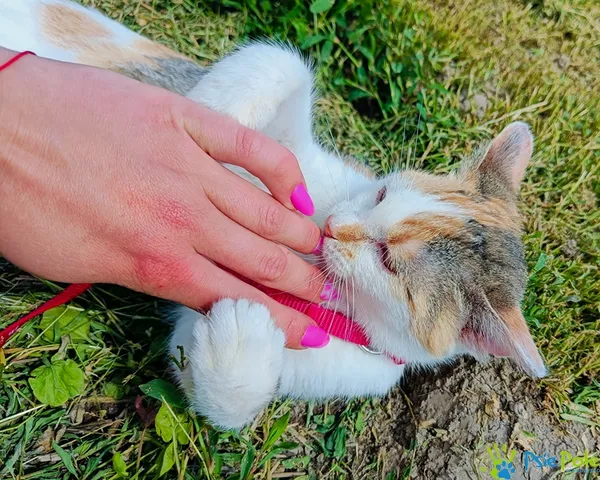 Znaleziono kota, Racławice, 3 marca 2025 (5/5)