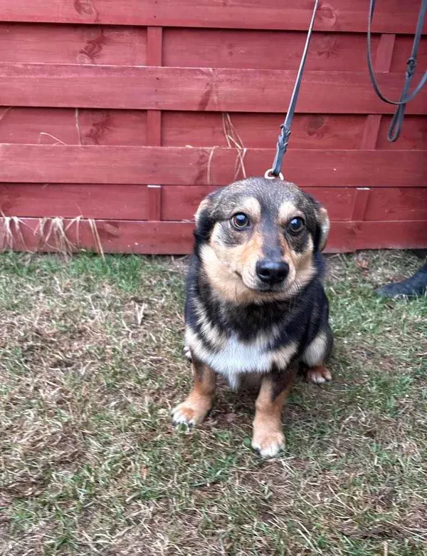 Znaleziono psa, Czartki, 4 marca 2025