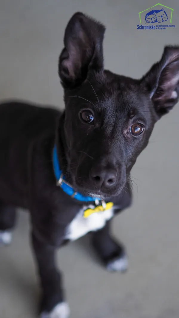 Znaleziono psa, Szczecin, 3 marca 2025 (1/4)