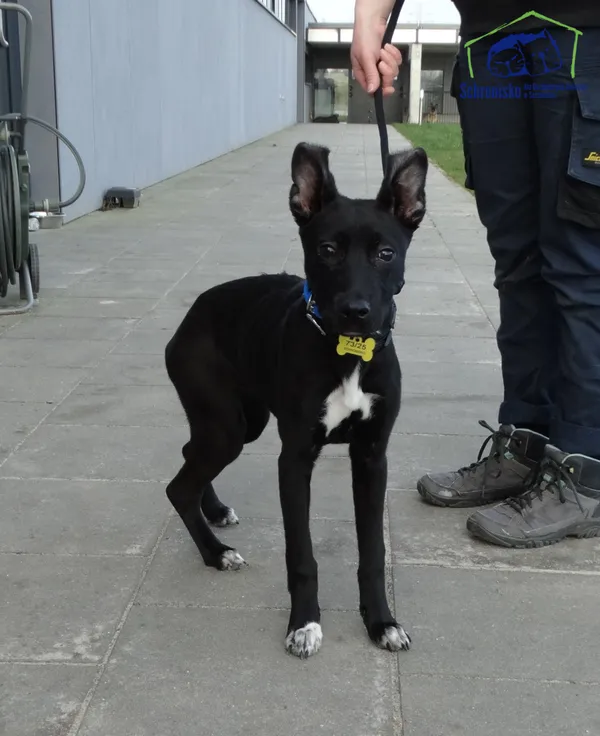 Znaleziono psa, Szczecin, 3 marca 2025 (3/4)