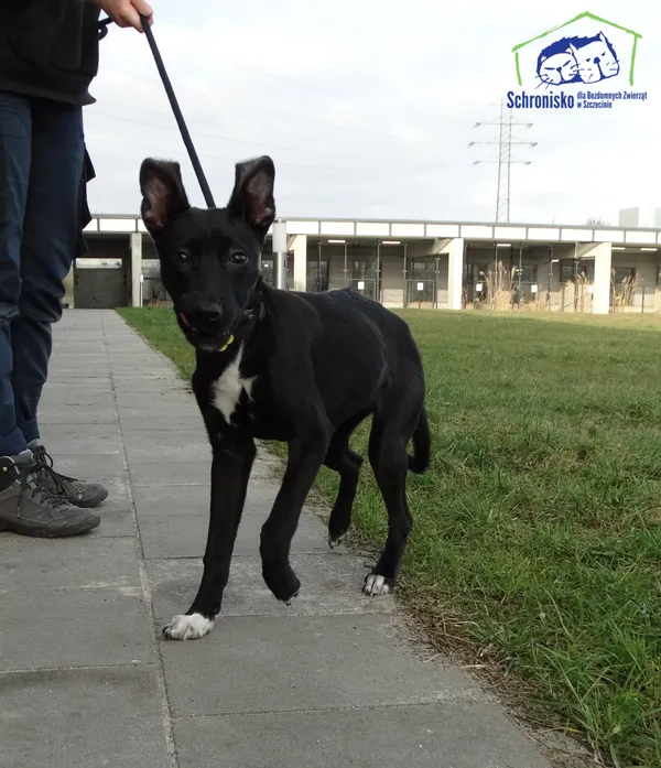 Znaleziono psa, Szczecin, 3 marca 2025 (4/4)