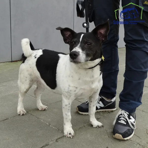 Znaleziono psa, Szczecin, 3 marca 2025 (1/2)