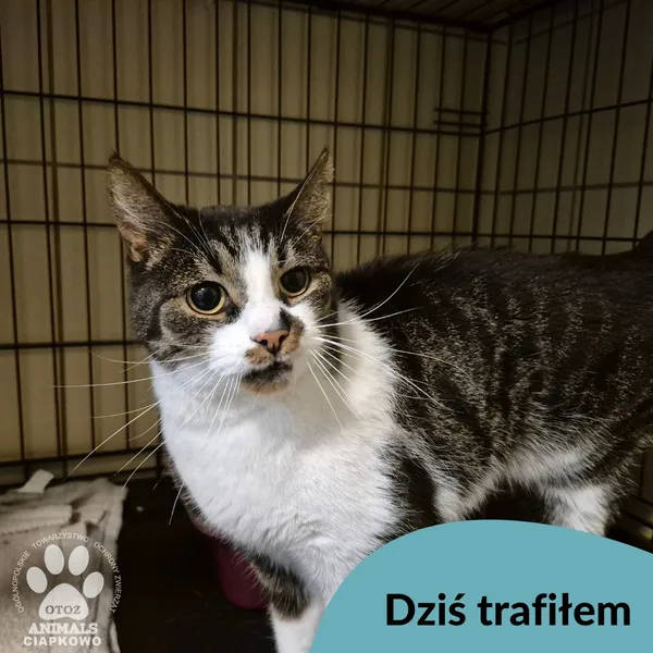 Znaleziono kota, Gdynia, 3 marca 2025