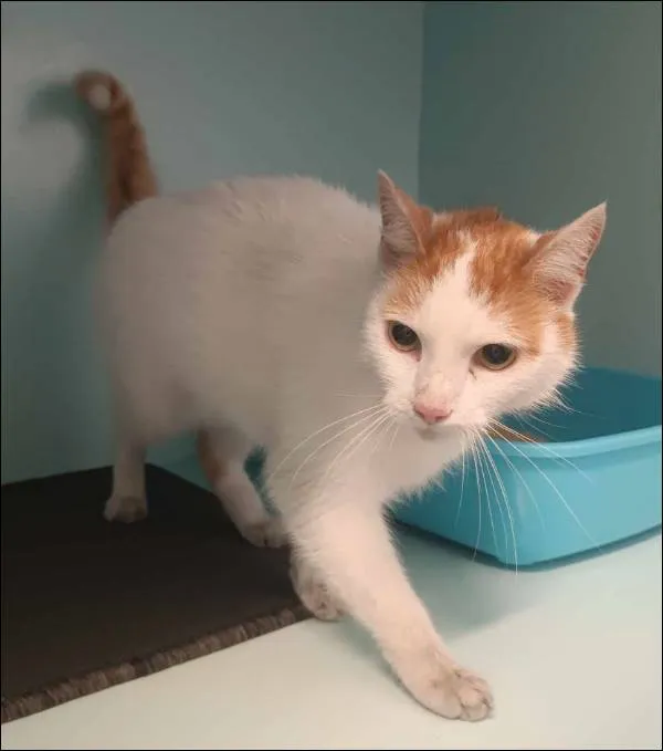 Znaleziono kota, Grudziądz, 4 marca 2025