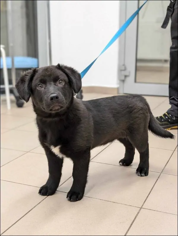 Znaleziono psa, Grudziądz, 4 marca 2025