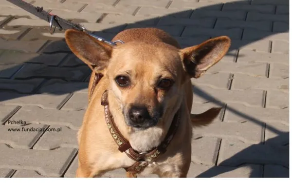 Pies do adopcji, Nowy Dwór Mazowiecki, 4 marca 2025 (1/5)