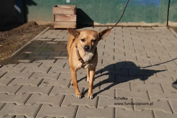 Pies do adopcji, Nowy Dwór Mazowiecki, 4 marca 2025 (2/5)