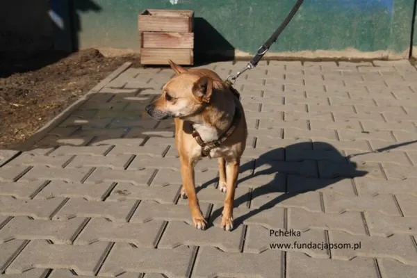 Pies do adopcji, Nowy Dwór Mazowiecki, 4 marca 2025 (3/5)