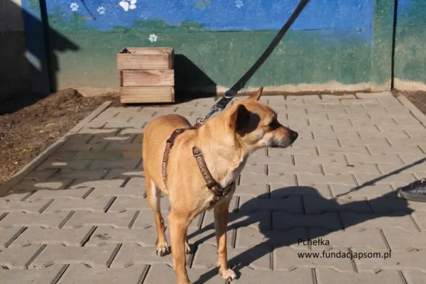 Pies do adopcji, Nowy Dwór Mazowiecki, 4 marca 2025 (4/5)