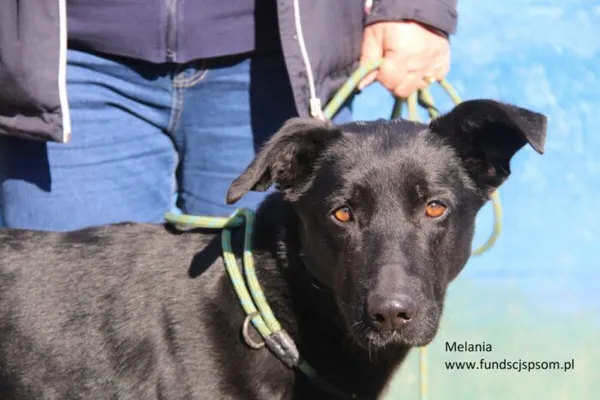 Pies do adopcji, Nowy Dwór Mazowiecki, 4 marca 2025 (2/5)
