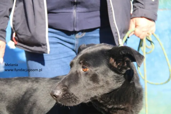 Pies do adopcji, Nowy Dwór Mazowiecki, 4 marca 2025 (3/5)
