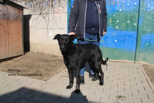 Pies do adopcji, Nowy Dwór Mazowiecki, 4 marca 2025 (4/5)