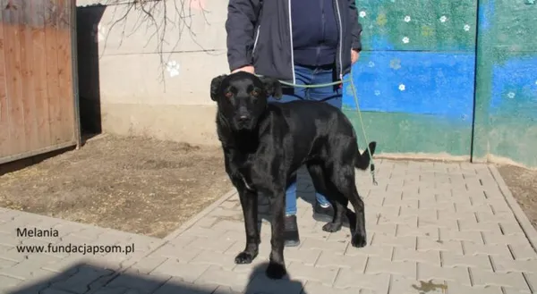 Pies do adopcji, Nowy Dwór Mazowiecki, 4 marca 2025 (5/5)