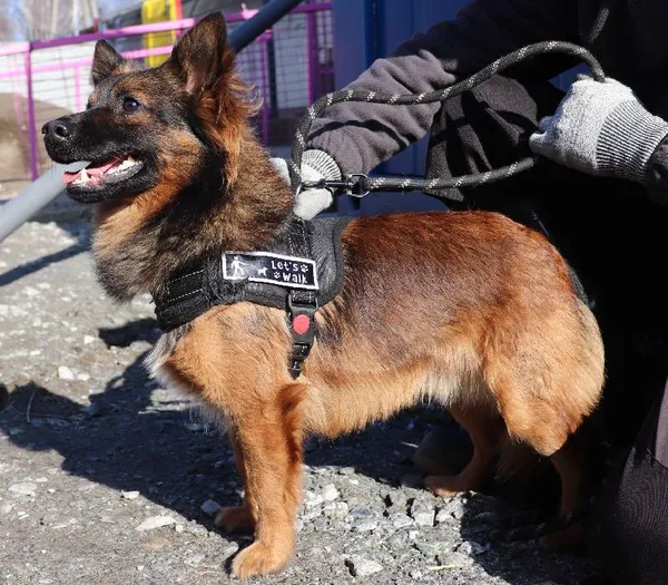 Znaleziono psa, Łódź, 4 marca 2025 (1/5)