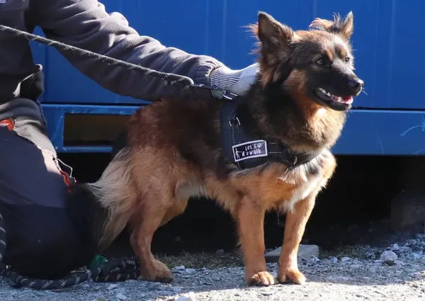 Znaleziono psa, Łódź, 4 marca 2025 (2/5)