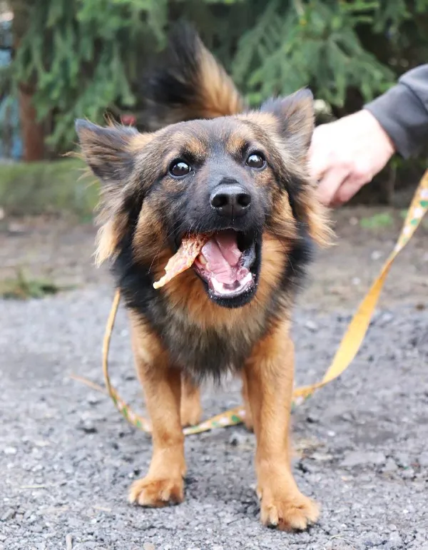 Znaleziono psa, Łódź, 4 marca 2025 (4/5)