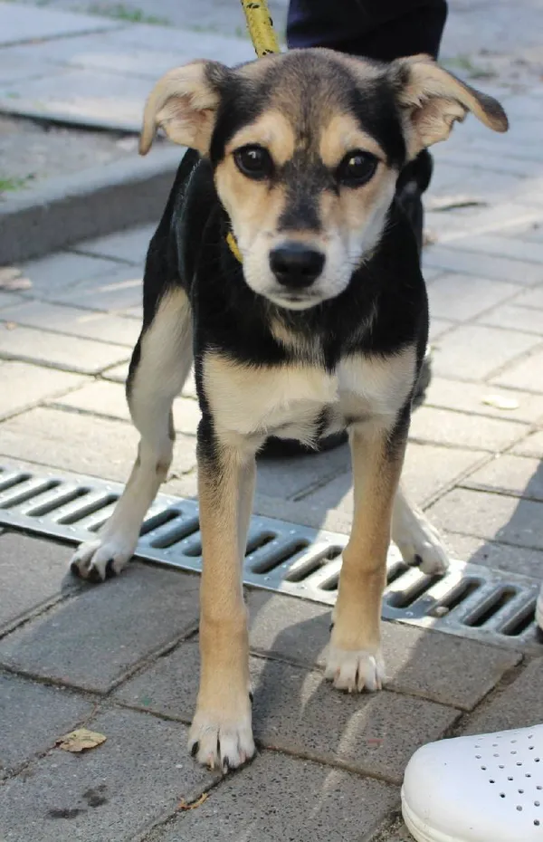 Znaleziono psa, Łódź, 4 marca 2025 (2/5)