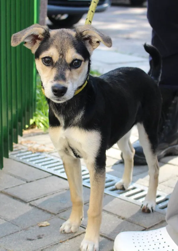 Znaleziono psa, Łódź, 4 marca 2025 (4/5)