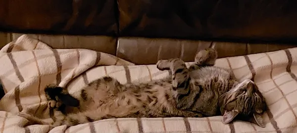 Zaginął kot, Łódź, 3 marca 2025