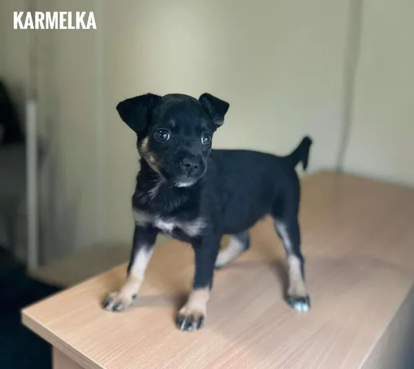 Pies do adopcji, Rytlów, 5 marca 2025 (2/2)