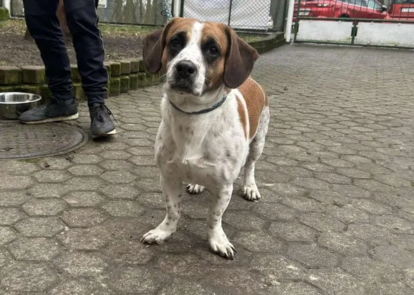 Znaleziono psa, Toruń, 28 lutego 2025