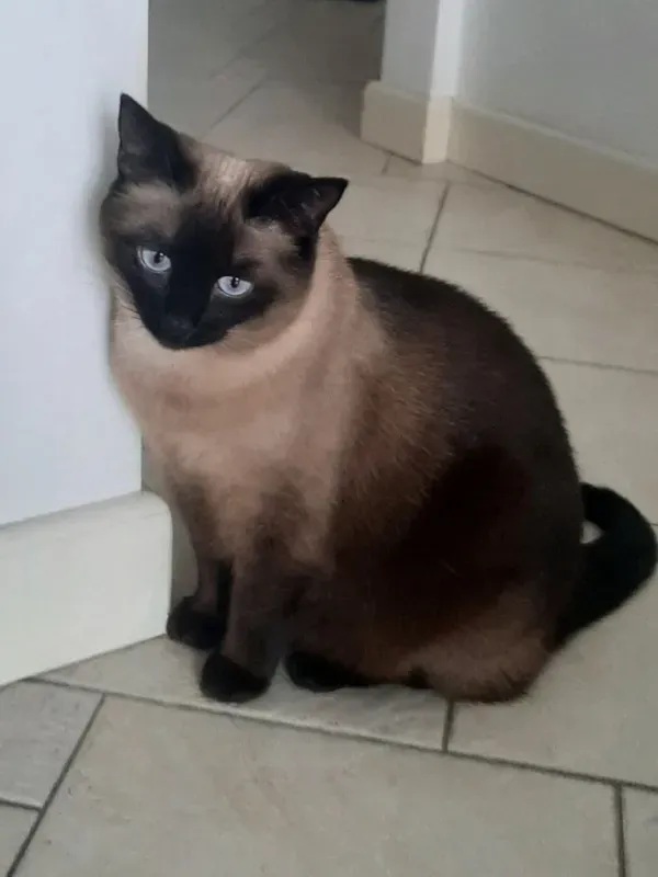 Zaginął kot, Terespol, 5 marca 2025 (2/4)