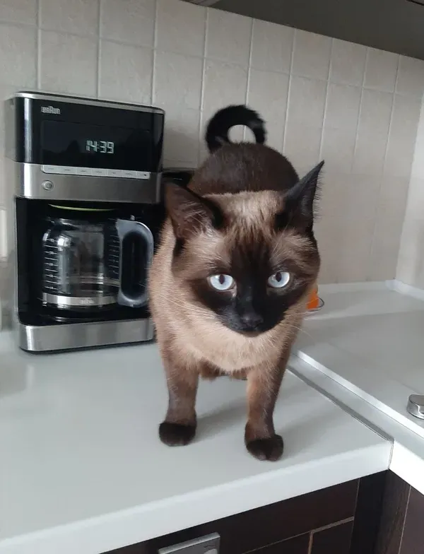 Zaginął kot, Terespol, 5 marca 2025 (3/4)