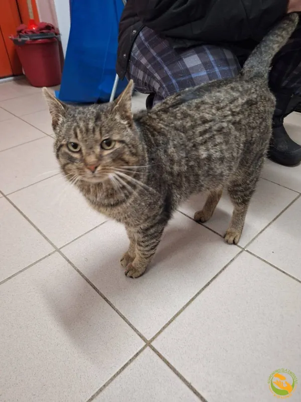 Znaleziono kota, Skałowo, 5 marca 2025 (2/2)