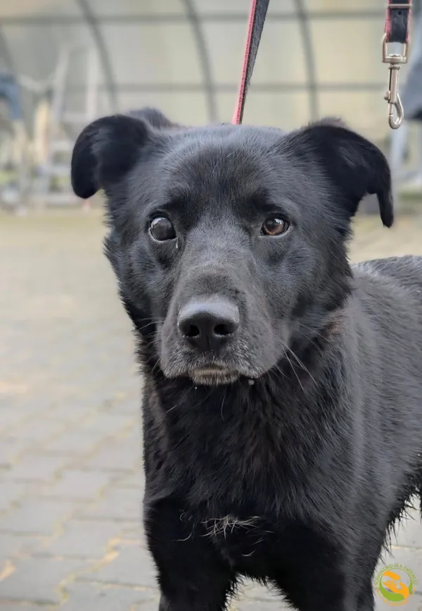 Znaleziono psa, Skałowo, 5 marca 2025 (1/3)