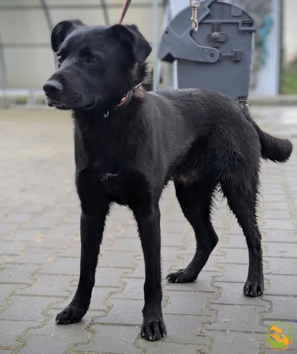 Znaleziono psa, Skałowo, 5 marca 2025 (2/3)