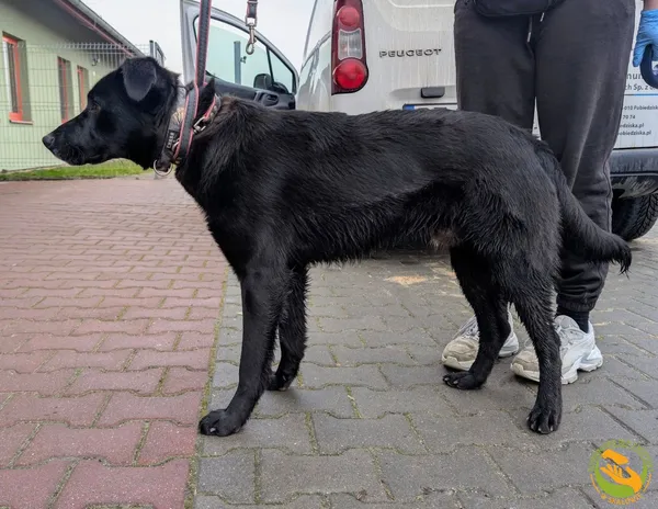 Znaleziono psa, Skałowo, 5 marca 2025 (3/3)