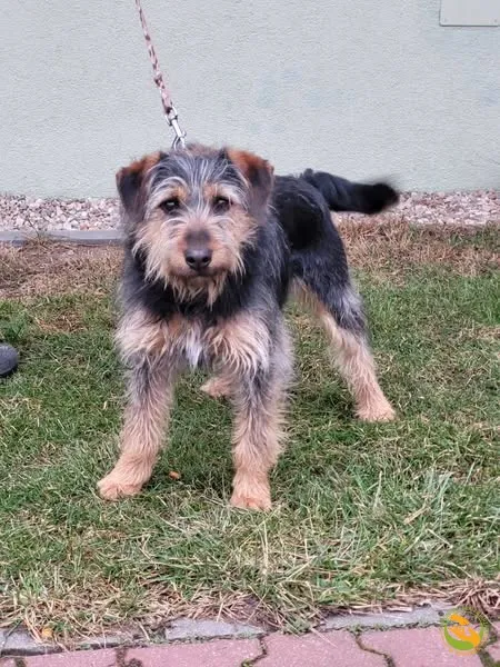 Znaleziono psa, Skałowo, 5 marca 2025 (1/2)