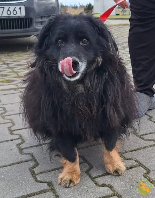 Znaleziono psa, Skałowo, 5 marca 2025 (1/2)