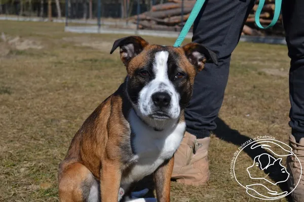 Pies do adopcji, Chełmek, 18 lutego 2025