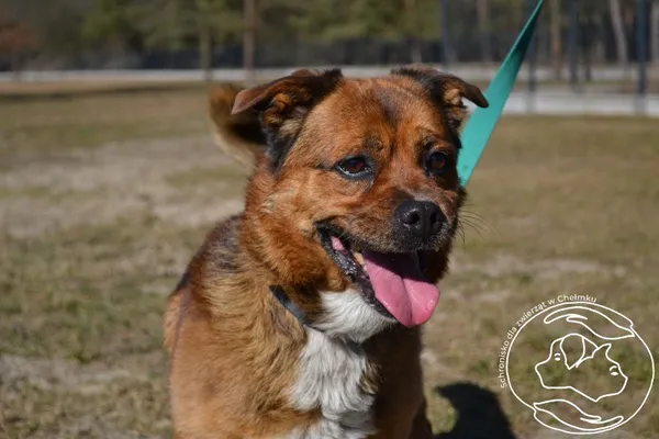Pies do adopcji, Chełmek, 17 lutego 2025