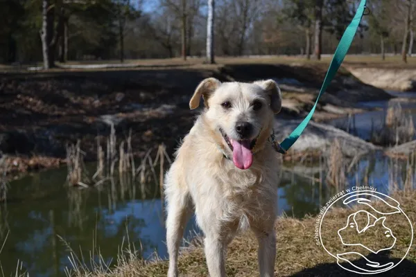 Pies do adopcji, Chełmek, 17 lutego 2025
