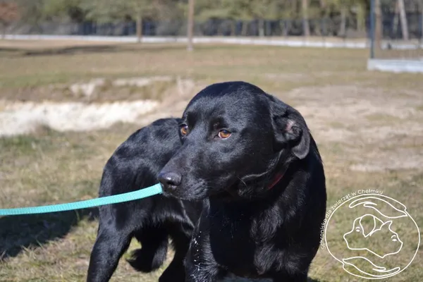 Pies do adopcji, Chełmek, 10 lutego 2025