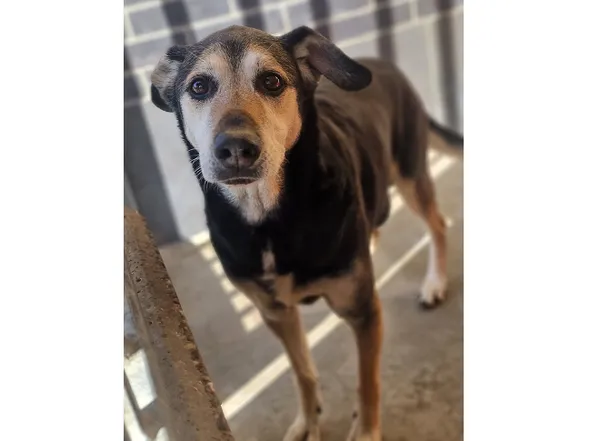 Pies do adopcji, Wrocław, 3 marca 2025