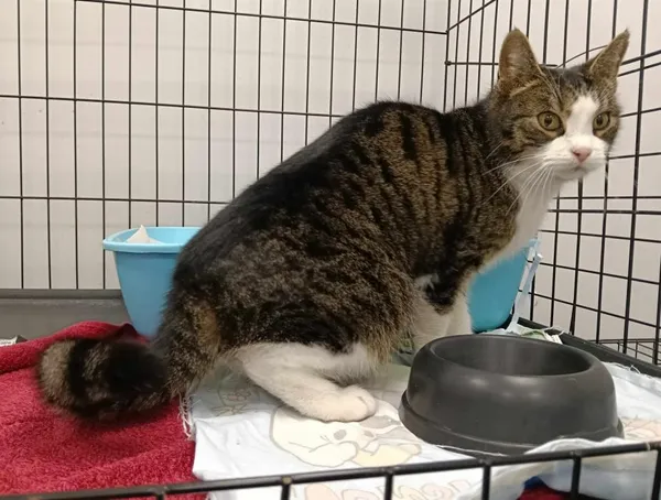 Znaleziono kota, Toruń, 1 marca 2025