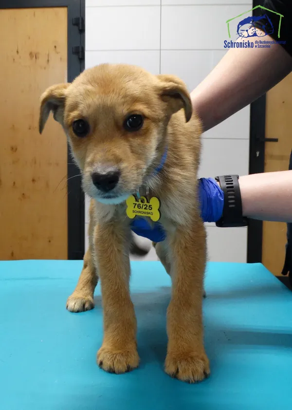 Znaleziono psa, Szczecin, 5 marca 2025 (3/4)
