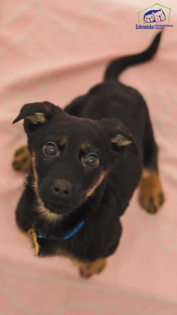 Znaleziono psa, Szczecin, 5 marca 2025 (1/4)