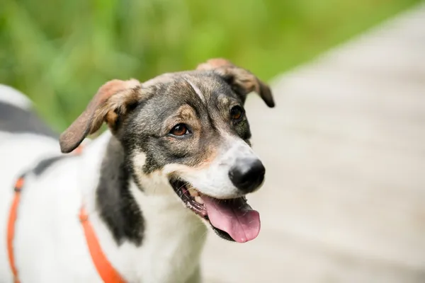 Pies do adopcji, Sosnowiec, 5 marca 2025 (1/5)