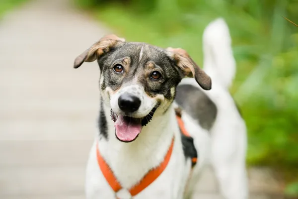 Pies do adopcji, Sosnowiec, 5 marca 2025 (2/5)