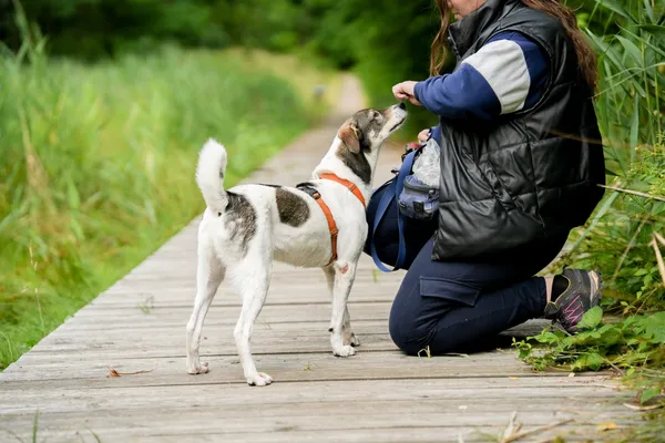 Pies do adopcji, Sosnowiec, 5 marca 2025 (5/5)