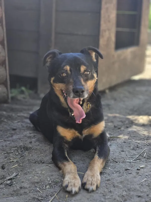 Pies do adopcji, Zgierz, 5 marca 2025 (1/5)