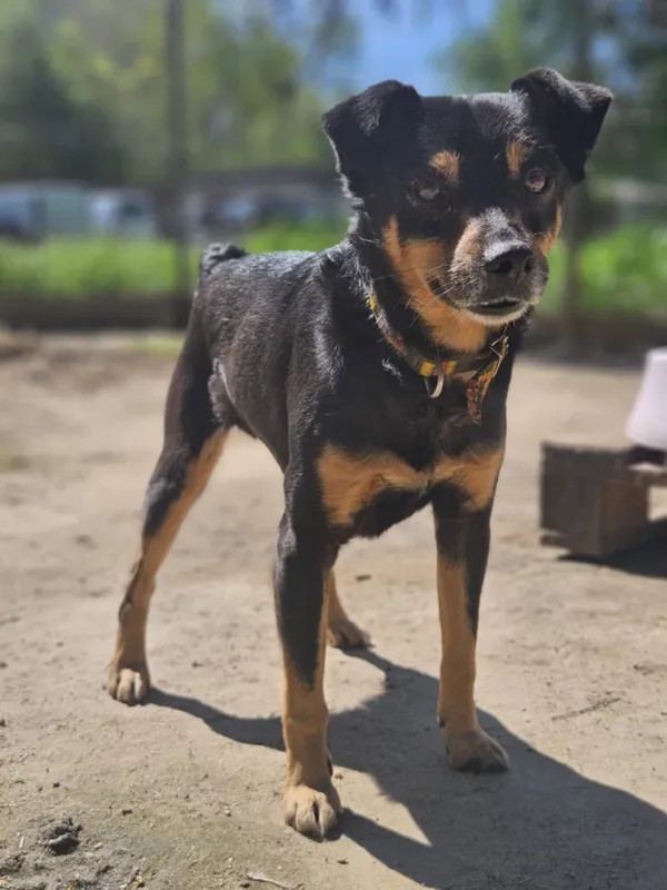 Pies do adopcji, Zgierz, 5 marca 2025 (2/5)