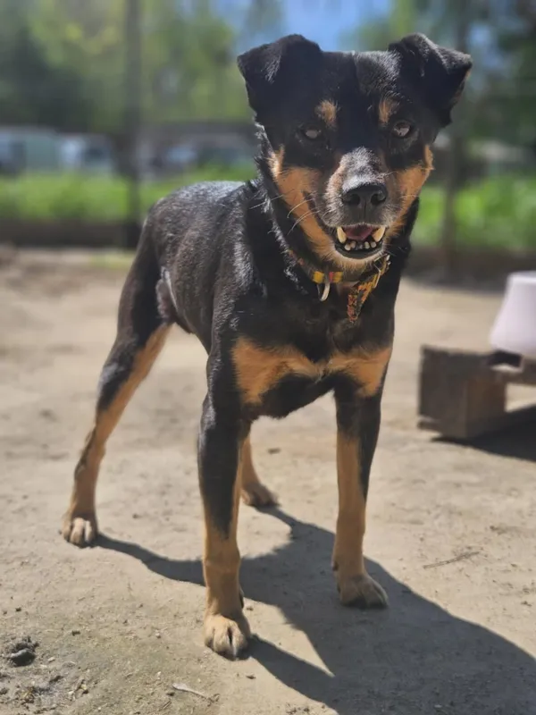 Pies do adopcji, Zgierz, 5 marca 2025 (3/5)