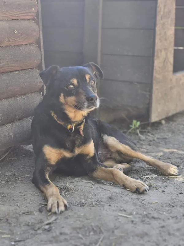 Pies do adopcji, Zgierz, 5 marca 2025 (4/5)